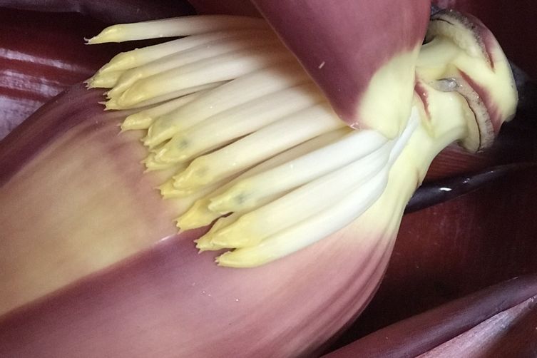 Banana blossom Fritters (pakoras)
