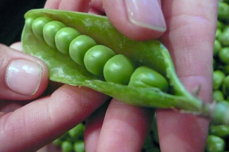 FRESH PEAS AND MINT SPREAD